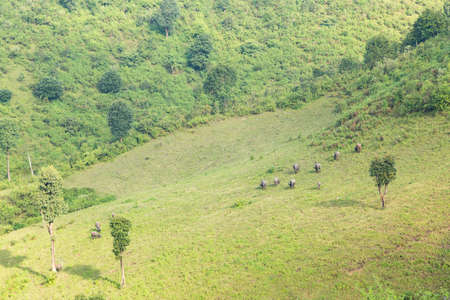 Farmland and livestock farming The mountain is encroaching on forest land.の写真素材