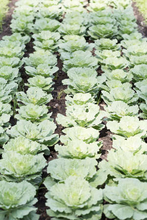 Kale in a vegetable patch Ground for planting attributed the food home.の写真素材