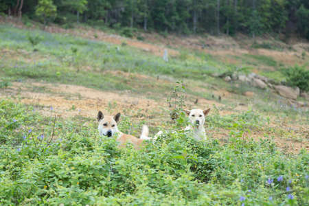Dog lying in a meadow. Hill mountain is covered with grass.の写真素材