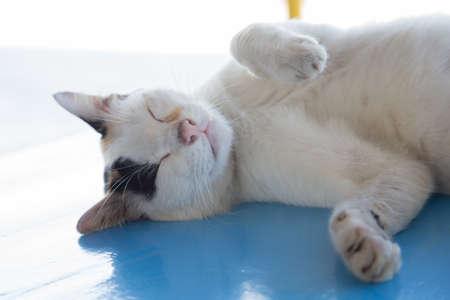 cat is sleeping White cat sleeping on a table blue.の写真素材