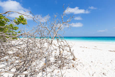 Dry twigs on the sand at the beach during the day and clear and hot.の写真素材
