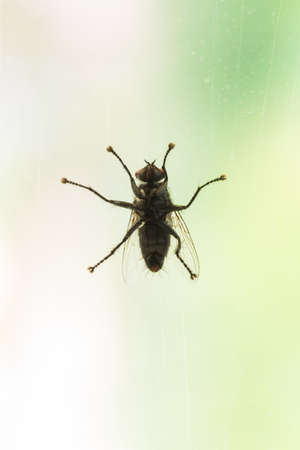 Fly on the glass Macro fly perched on glass.の写真素材