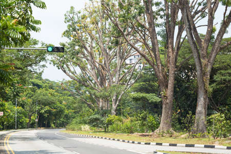 Road with trees on both sides. Along the road, there are trees in Singapore.
