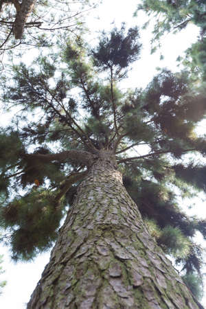 Looking up from under the tree. Large pine branches at large.の写真素材