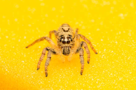 Macro small spider. On the backdrop of yellow and orange.の写真素材