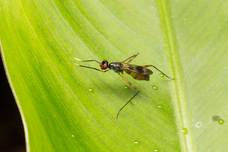 Macro small insects. A small insect perched on a tree in the garden.の写真素材