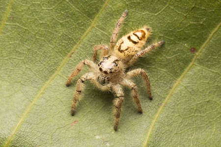 Macro small spider. A small spider on a leaf.