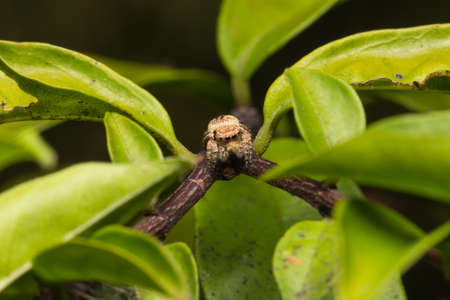 Macro small spider. A small spider on a leaf.の写真素材