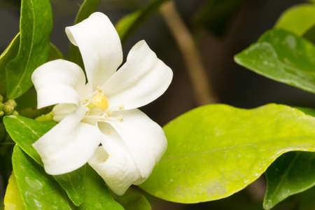 Macro white flower. The small white flower with yellow stamens.の写真素材
