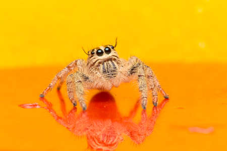 Macro small spider. On the backdrop of yellow and orange.