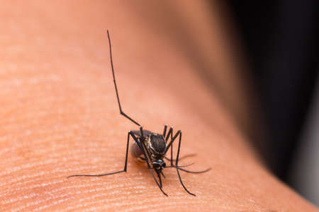 Mosquito eating blood. Mosquito-born disease types. Mosquito that bite and feed on blood.の写真素材