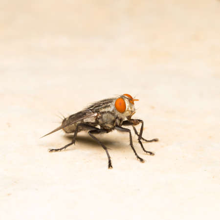 Macro fly perched on a leaf in the garden.