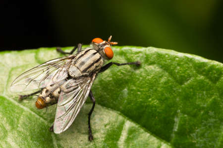 Macro fly perched on a leaf in the garden.の写真素材