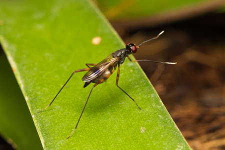 Macro small insects. Small flying insects perch on leaves.の写真素材