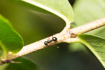 Black ant perched on a branch. Black ant foraging area branches. And for victimsの写真素材