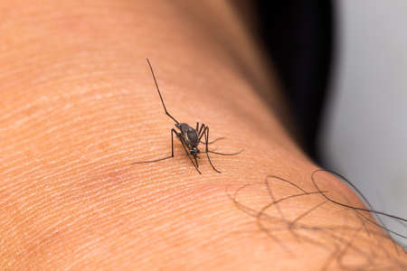 Mosquito eating blood. Mosquito-born disease types. Mosquito that bite and feed on blood.の写真素材
