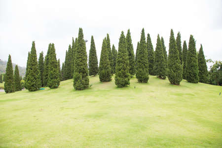 tall trees that grow on the lawn. In the area of the parkの写真素材