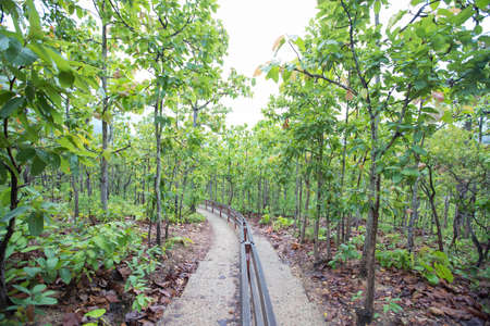 Tract on the mountain slope. With teak trees along both sides of the aisle.