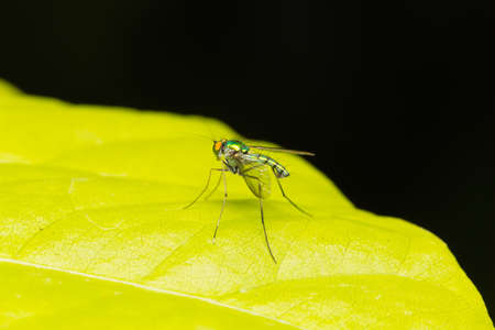 Macro, small insects that fly perched on a leaf.の写真素材