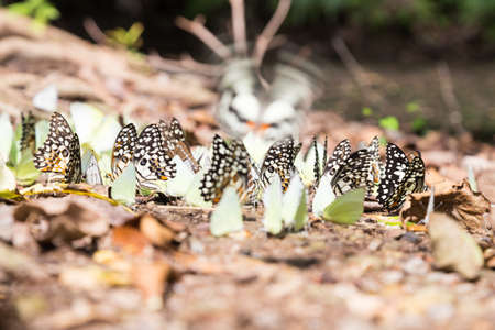 Flocks of butterflies on the ground. Butterflies flock to the nutrients in the soil.の写真素材