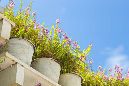 Flower pot on the floor. Wooden shelves in the garden at the back is a bright sky.の写真素材
