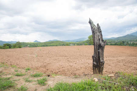 Timber dry in the fields. Agricultural lands barren mountain.の写真素材