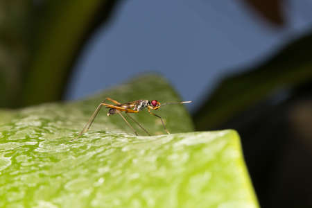 Macro small insects. A small insect perched on a tree in the garden.