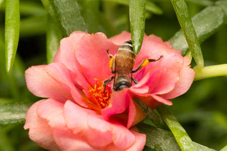 Bee looking for nectar. Bee looking for nectar in a flower bloom.の写真素材