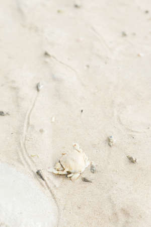 Crab on the beach. Crab on the sand by the sea.の写真素材
