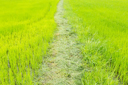 Rice in the rice fields. Arable farming Rice growing green.の写真素材