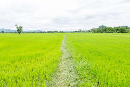 Rice in the rice fields. Arable farming Rice growing green.の写真素材