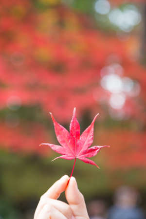 Red autumn leaves. The leaves of the trees turned red with the cold weather in Japan.の写真素材