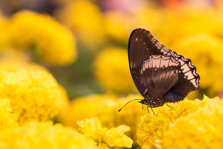 Butterfly on a flower. Butterfly are nectar from flowers.の写真素材