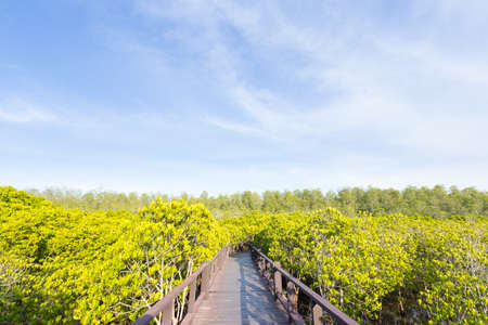 Walkway of mangrove forest bridge in the evening sky with clouds.の写真素材