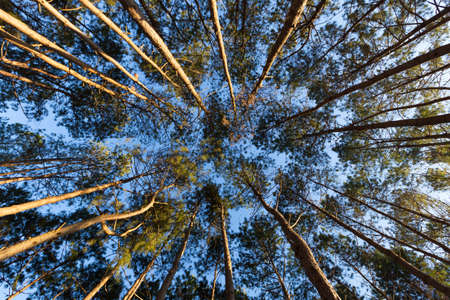 Looking up from under the pines The sun shines into a pine tree in the morning.