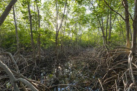 Many mangrove forest near the sea, a house of small fish.