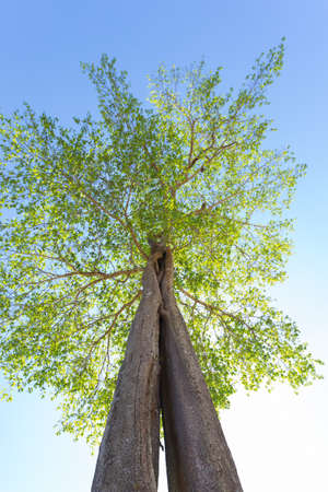 Looking up a tree. One tree is large and has branches.の写真素材