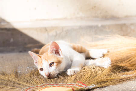 cat lying on a broom in the kitchen of the house.の写真素材