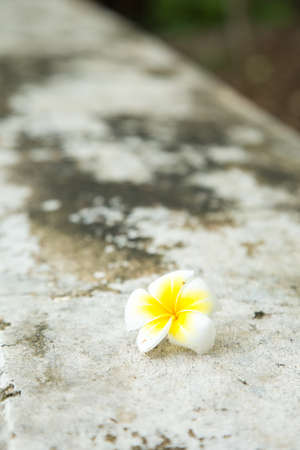White flower that fall on the floor.の写真素材