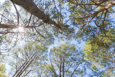 Looking up from under the pines The sun shines into a pine tree in the morning.