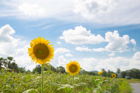 Sunflower in full bloom. Sunflower cultivation in Yellow flowers bloom in summer.の写真素材
