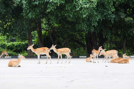 Deer out a living on the street near the zoo.の写真素材