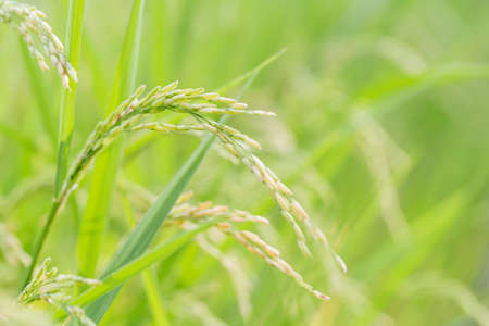 Rice kernels in paddy fields in agricultural areas near harvesting time