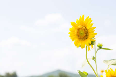 Sunflower in full bloom. Sunflower cultivation in Yellow flowers bloom in summer.の写真素材