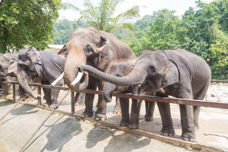 People are watching elephant in zoo during middayの写真素材