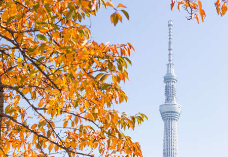 Tokyo sky tree under tree at park. Skyscraper Tokyo sky tree in daytime.のeditorial素材