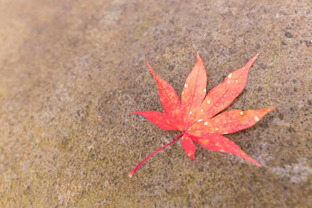 Autumn leaves in japan Colorful leaves Into the winterの写真素材