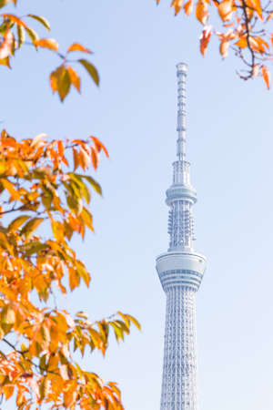 Tokyo sky tree under tree at park. Skyscraper Tokyo sky tree in daytime.Tokyo, Japan - November 14, 2016のeditorial素材