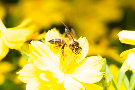 Bee looking for nectar In pollen in yellow flowers.