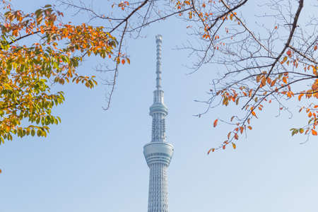 Tokyo sky tree under tree at park. Skyscraper Tokyo sky tree in daytime.Tokyo, Japan - November 14, 2016のeditorial素材